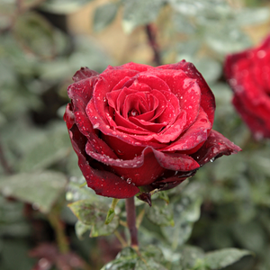 Pоза Барколе - червен - Чайно хибридни рози 